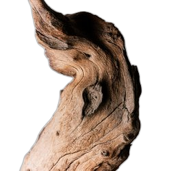 Olive Tree